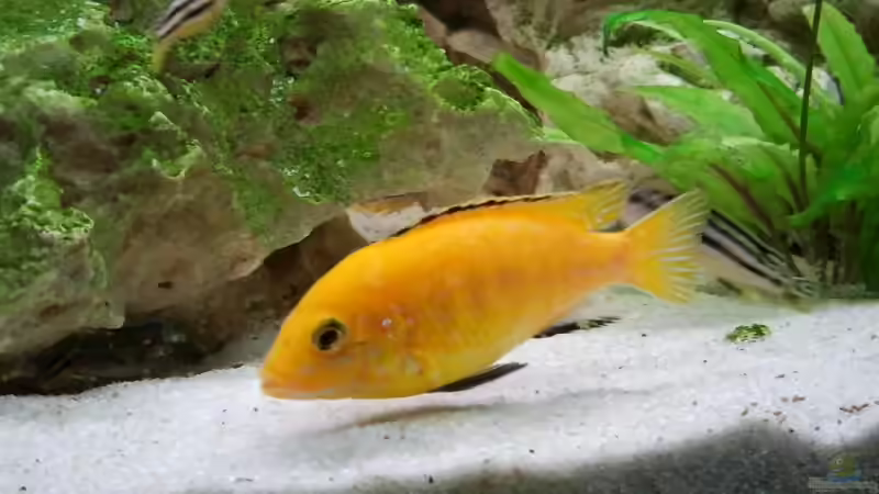 Besatz im Aquarium finkys hood von finky (9)