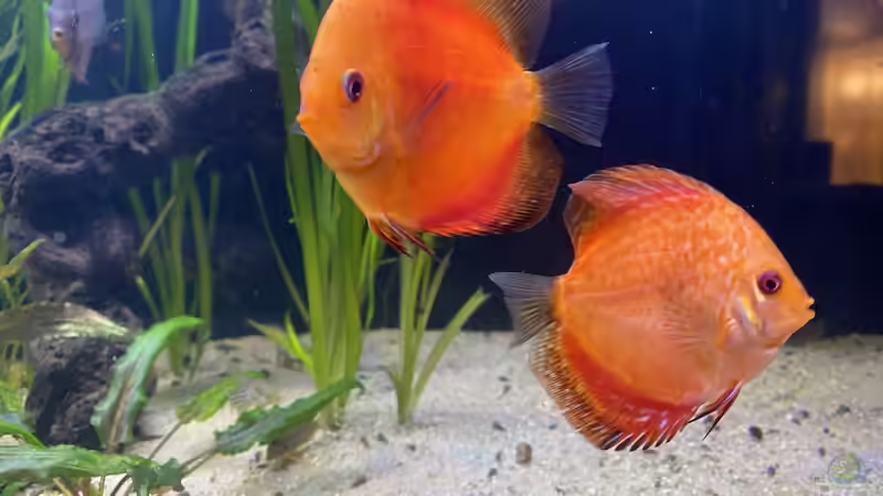 Besatz im Aquarium First Diskus von First Diskus (10)