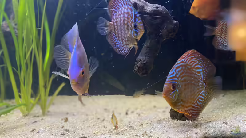 Besatz im Aquarium First Diskus von First Diskus (11)
