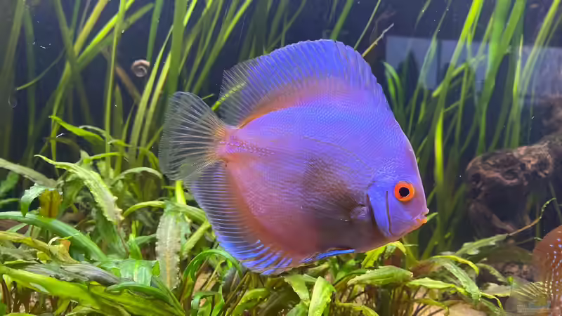 Besatz im Aquarium First Diskus von First Diskus (12)