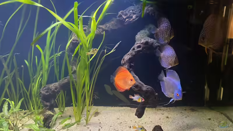 Besatz im Aquarium First Diskus von First Diskus (16)