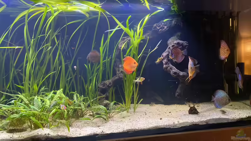Besatz im Aquarium First Diskus von First Diskus (17)