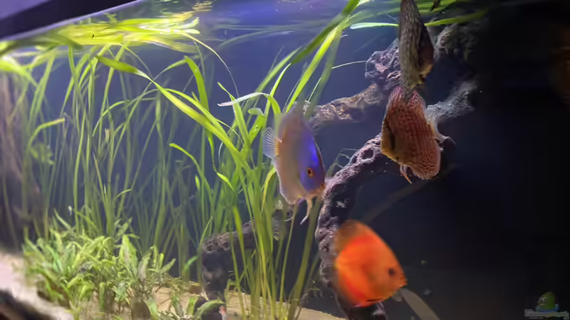 Besatz im Aquarium First Diskus von First Diskus (18)