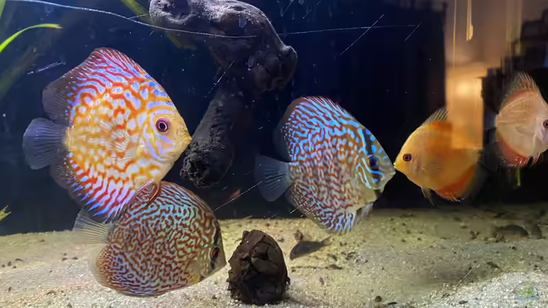 Besatz im Aquarium First Diskus von First Diskus (19)