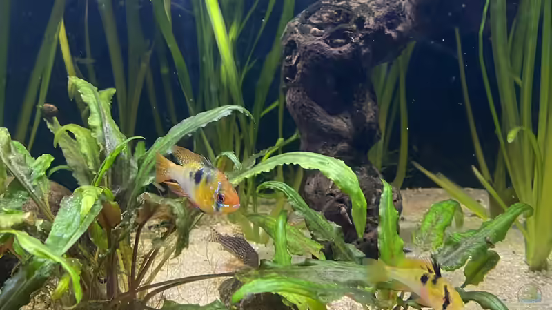 Besatz im Aquarium First Diskus von First Diskus (20)