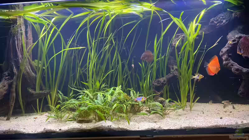 Besatz im Aquarium First Diskus von First Diskus (21)