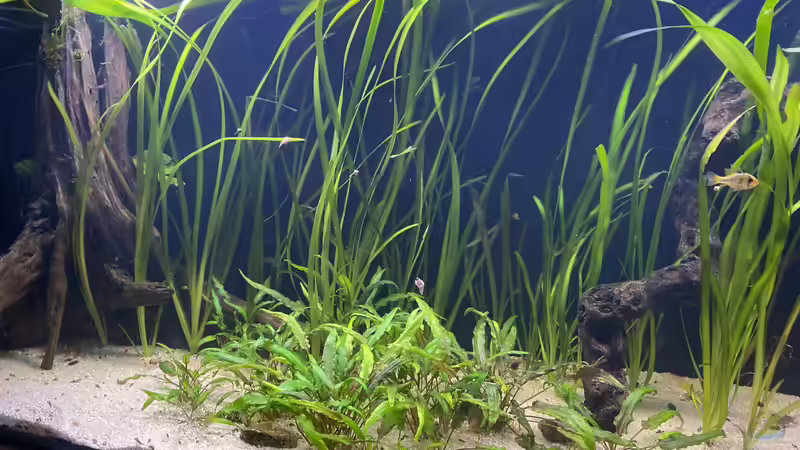 Besatz im Aquarium First Diskus von First Diskus (22)
