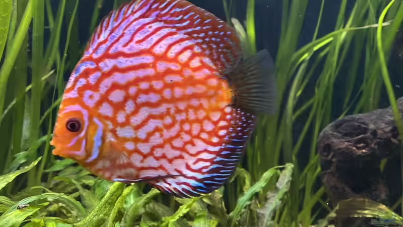 Besatz im Aquarium First Diskus von First Diskus (28)