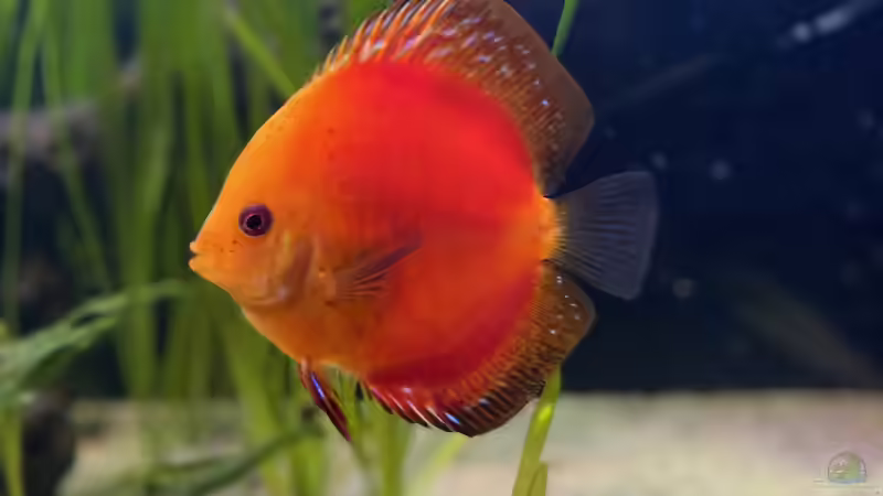 Besatz im Aquarium First Diskus von First Diskus (29)