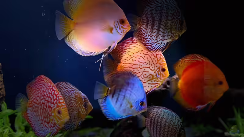 Besatz im Aquarium First Diskus von First Diskus (30)