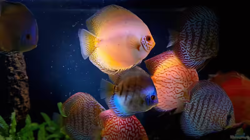 Besatz im Aquarium First Diskus von First Diskus (31)