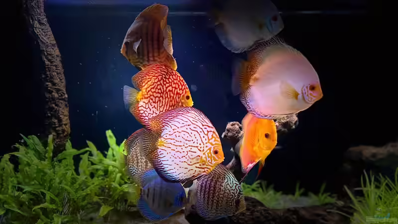 Besatz im Aquarium First Diskus von First Diskus (32)