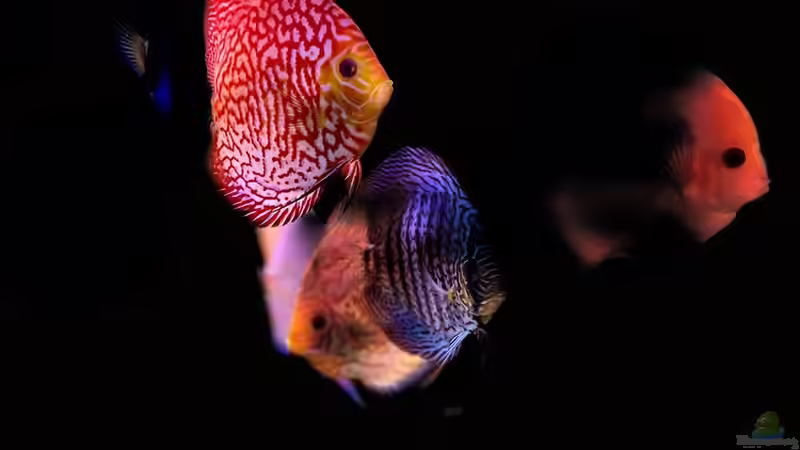 Besatz im Aquarium First Diskus von First Diskus (33)