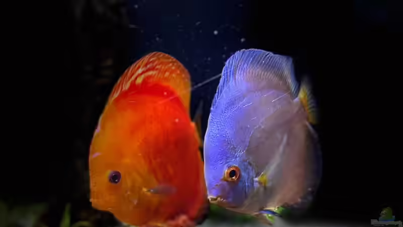 Besatz im Aquarium First Diskus von First Diskus (34)