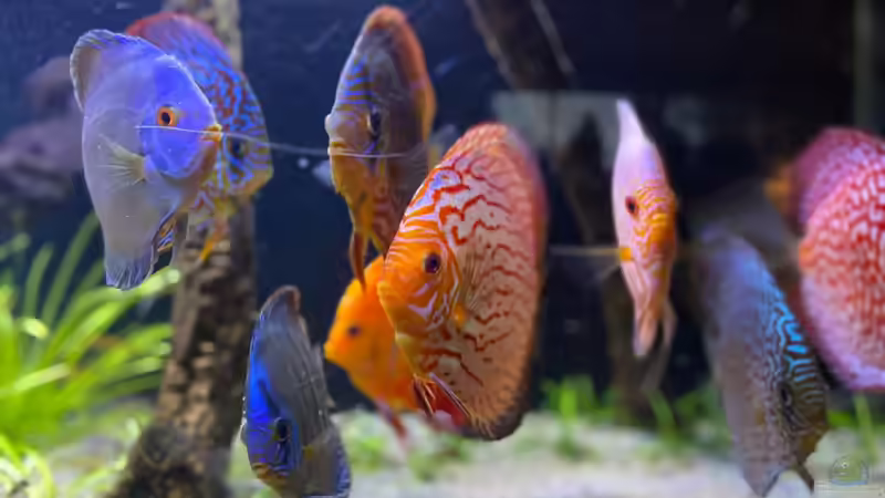 Besatz im Aquarium First Diskus von First Diskus (35)