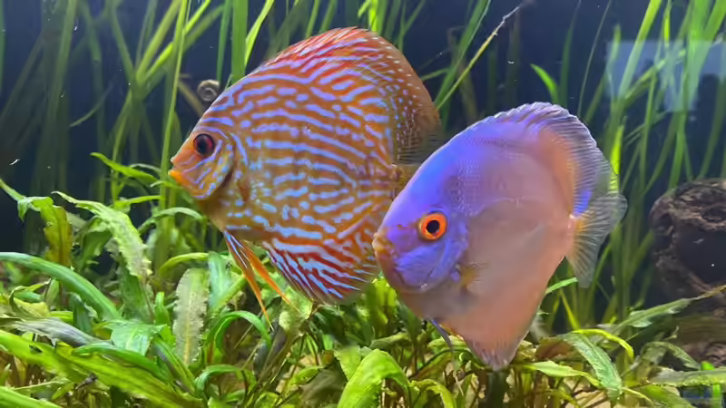 Besatz im Aquarium First Diskus von First Diskus (5)