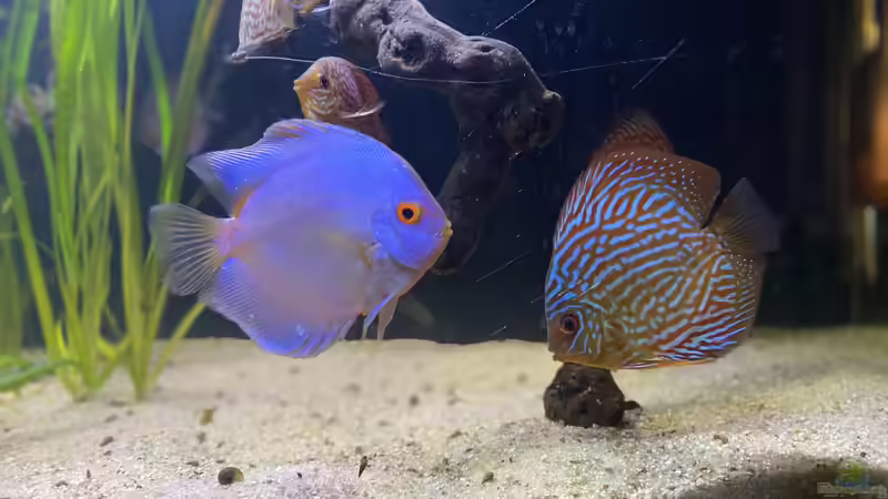 Besatz im Aquarium First Diskus von First Diskus (7)