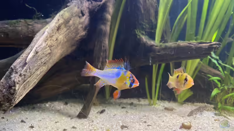 Besatz im Aquarium First Diskus von First Diskus (9)