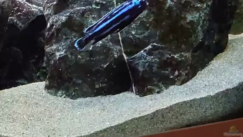 Besatz im Aquarium First Malawi von Stefan von Oettingen (31)