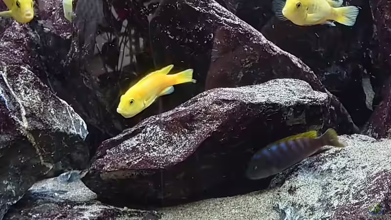 Besatz im Aquarium First Malawi von Stefan von Oettingen (35)