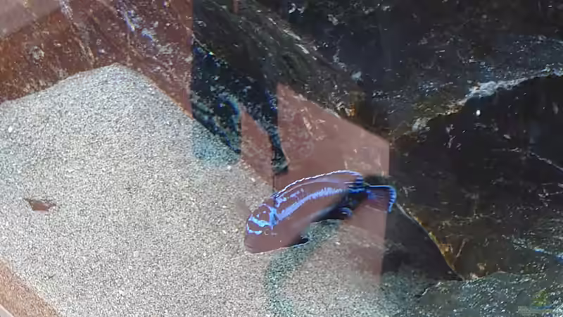 Besatz im Aquarium First Malawi von Stefan von Oettingen (36)