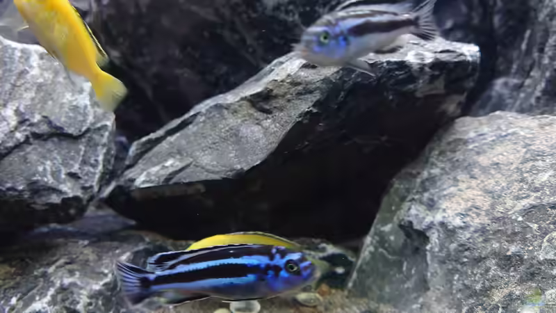 Besatz im Aquarium First Malawi von Stefan von Oettingen (37)