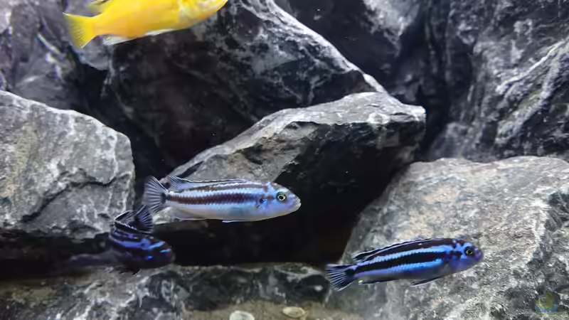 Besatz im Aquarium First Malawi von Stefan von Oettingen (38)