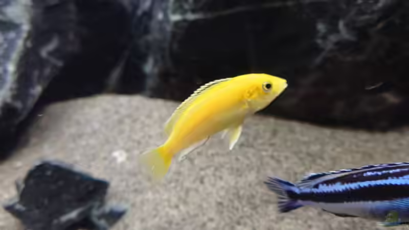 Besatz im Aquarium First Malawi von Stefan von Oettingen (39)