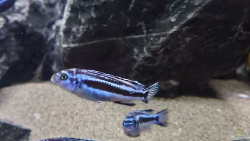 Besatz im Aquarium First Malawi von Stefan von Oettingen (40)