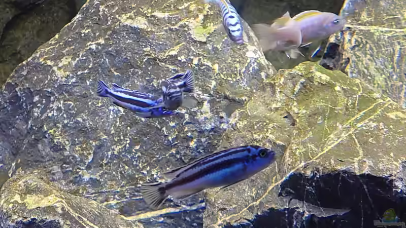 Besatz im Aquarium First Malawi von Stefan von Oettingen (42)