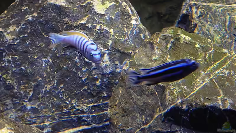 Besatz im Aquarium First Malawi von Stefan von Oettingen (44)