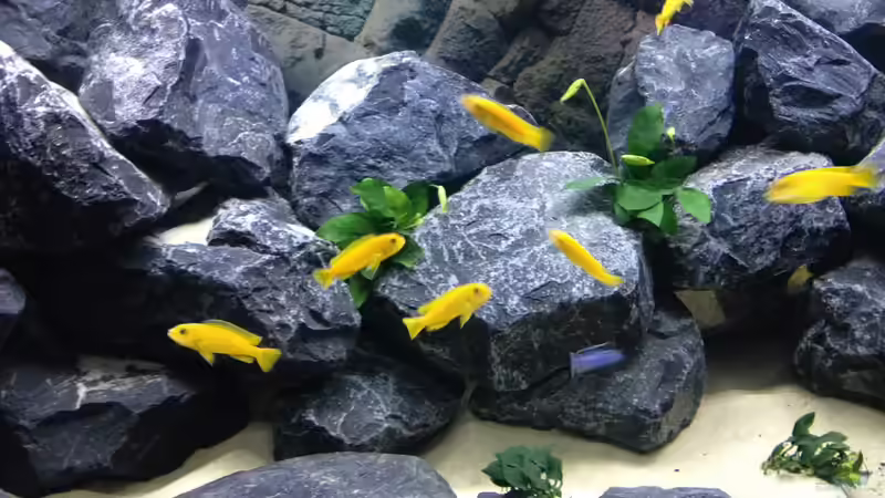 Besatz im Aquarium First Malawitank von Vin (24)