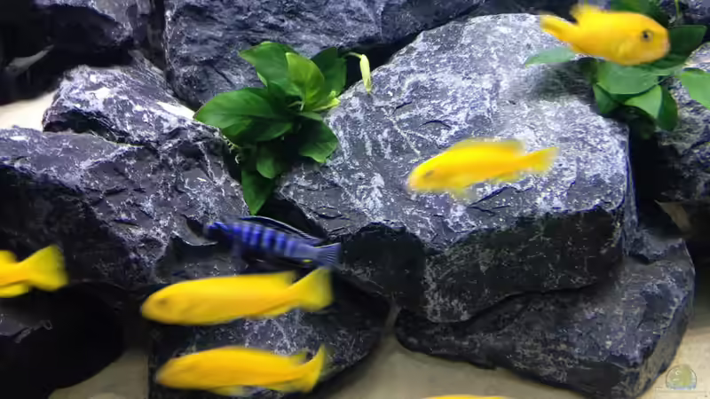 Besatz im Aquarium First Malawitank von Vin (25)