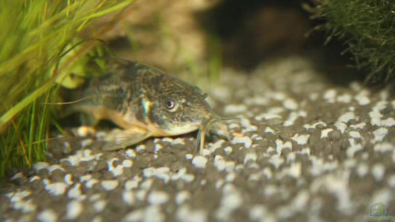 Besatz im Aquarium First Try von Kasía (16)