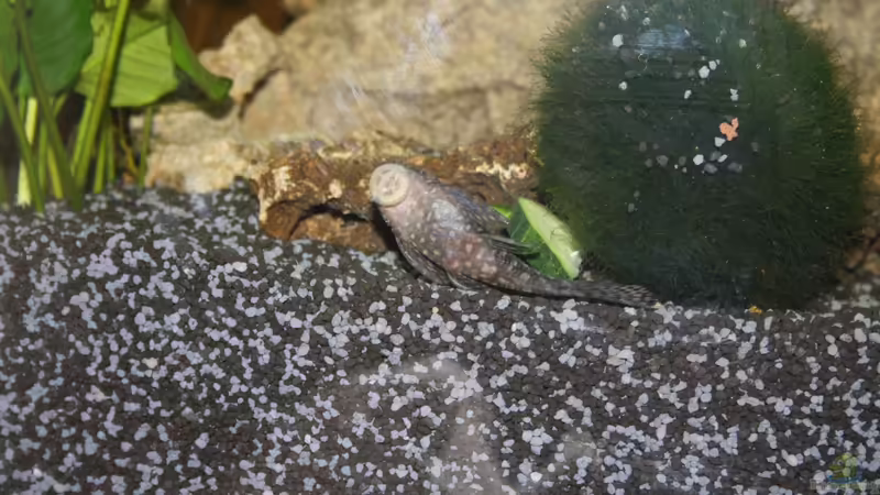 Besatz im Aquarium First Try von Kasía (18)