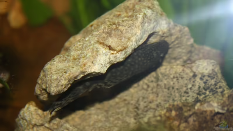 Besatz im Aquarium First Try von Kasía (19)