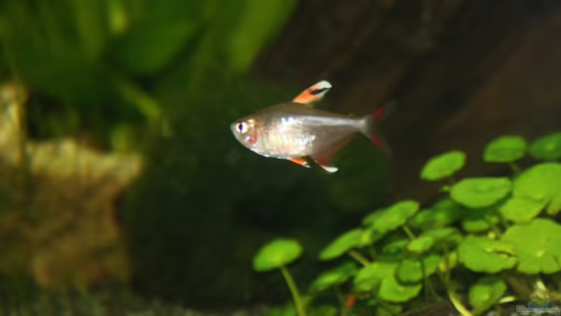 Besatz im Aquarium First Try von Kasía (22)