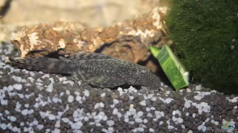 Besatz im Aquarium First Try von Kasía (23)