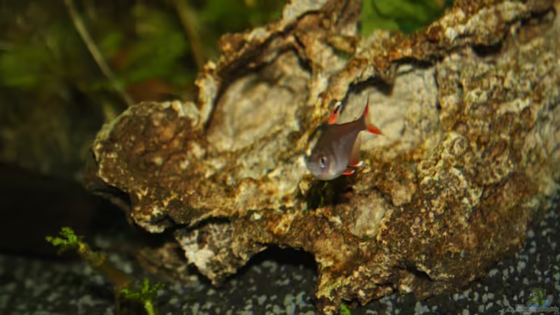 Besatz im Aquarium First Try von Kasía (24)