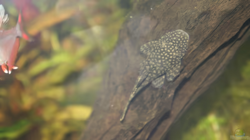 Besatz im Aquarium First Try von Kasía (25)