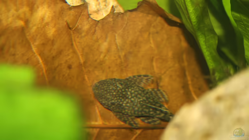 Besatz im Aquarium First Try von Kasía (26)