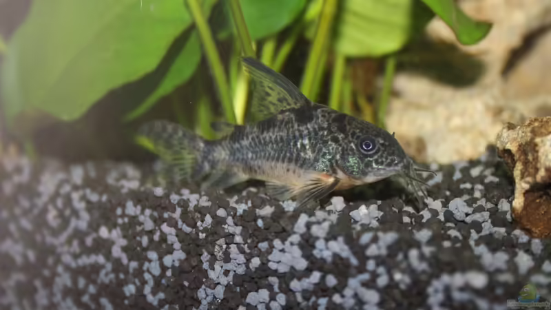 Besatz im Aquarium First Try von Kasía (27)