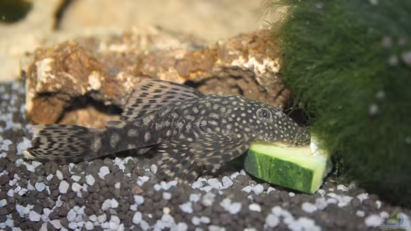 Besatz im Aquarium First Try von Kasía (28)