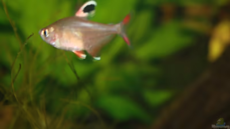 Besatz im Aquarium First Try von Kasía (30)