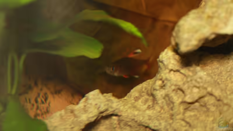 Besatz im Aquarium First Try von Kasía (31)