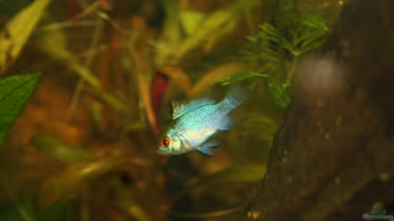 Besatz im Aquarium First Try von Kasía (37)