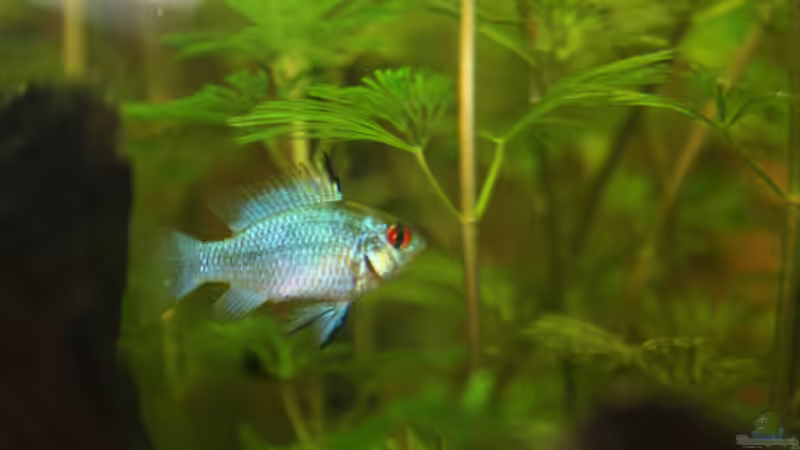 Besatz im Aquarium First Try von Kasía (38)