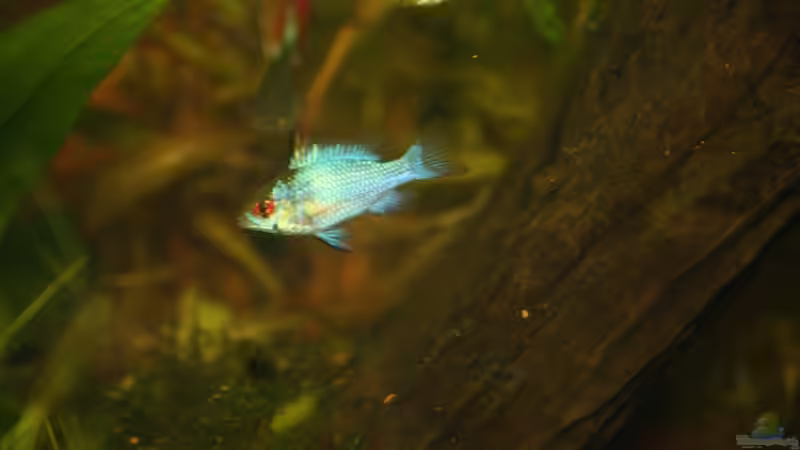 Besatz im Aquarium First Try von Kasía (39)