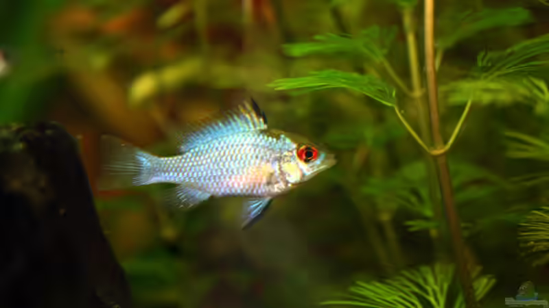 Besatz im Aquarium First Try von Kasía (40)