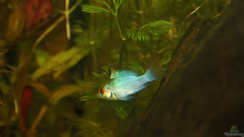 Besatz im Aquarium First Try von Kasía (42)